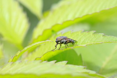 stomorhina böcekler closeup
