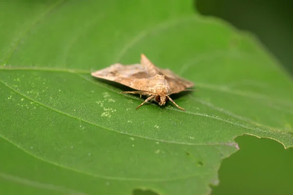 Insekten — Stockfoto