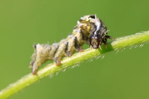 Личинки насекомых на зелёном листе — стоковое фото
