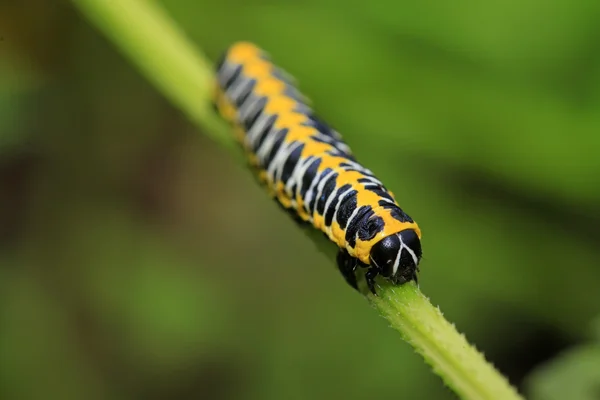 Lattuga falena invernale — Foto Stock