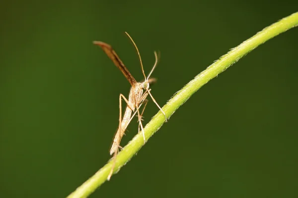 Sweet potato plume moth — Stock Photo, Image