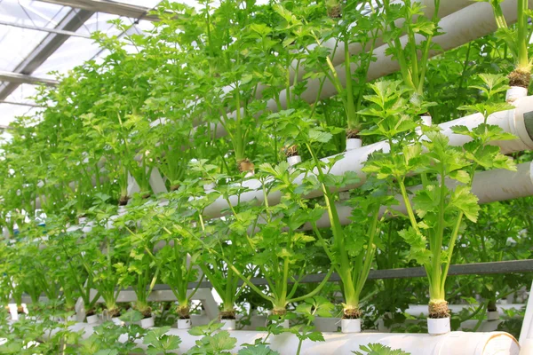 yeşil sebze topraksız tarım