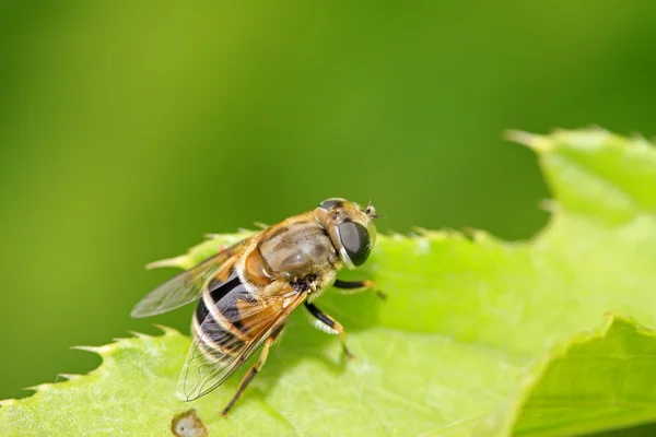 Syrphidae 곤충 — 스톡 사진