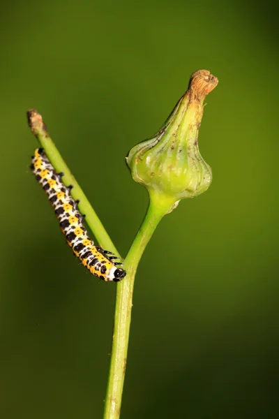 Sla winter nachtvlinder larven — Stockfoto