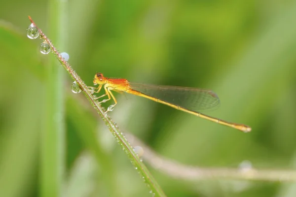 Dragonfly — Stock Photo, Image