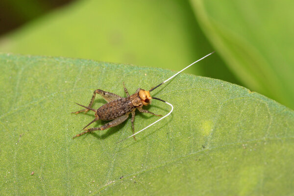 cricket in the green leaves