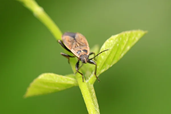 Stinkbug na zielony liść — Zdjęcie stockowe