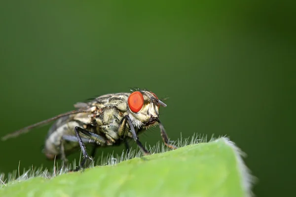 Closeup of flesh fly — Stock Photo, Image