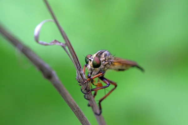 Aphids에 tabanidae 곤충 먹이 — 스톡 사진