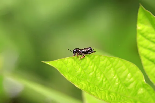 Grillo delle pulci — Foto Stock