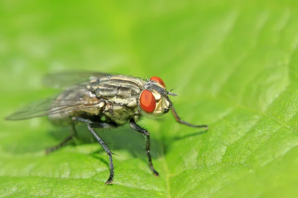 Close-up de mosca de carne — Fotografia de Stock