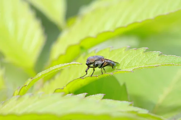 Крупный план насекомых Стоморхина — стоковое фото