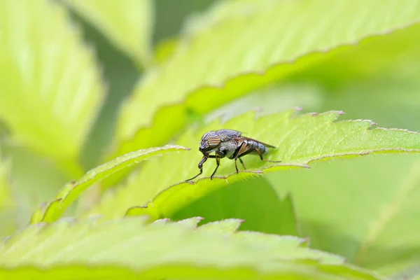 Stomorhina 昆虫のクローズ アップ — ストック写真