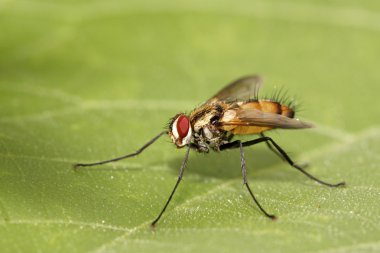 closeup of flesh fly  clipart