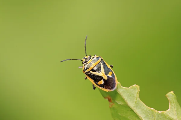 Stinkbug σε πράσινο φύλλο — Φωτογραφία Αρχείου