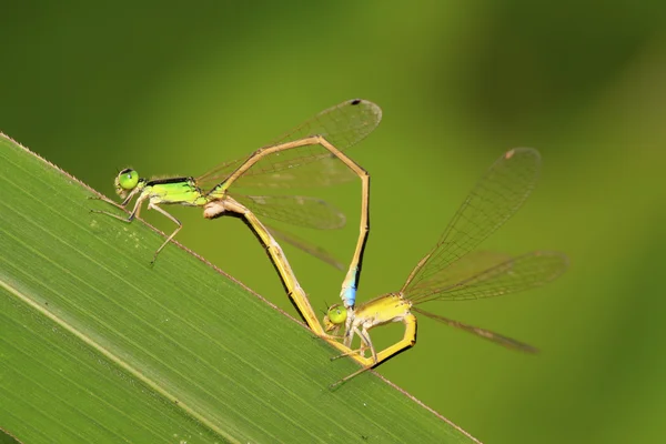 Duas damselflies no acasalamento — Fotografia de Stock