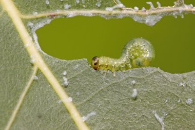 vahşi sawfly larvalar
