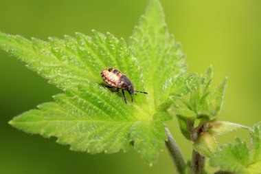 çekirke larva yaprak yeşil üzerinde