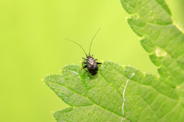 zwarte stinkbug larven op groen blad