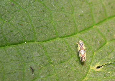 Leafhopper