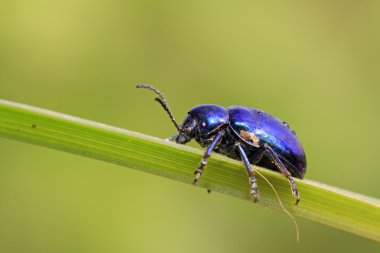 Yeşil yapraklı böcek.