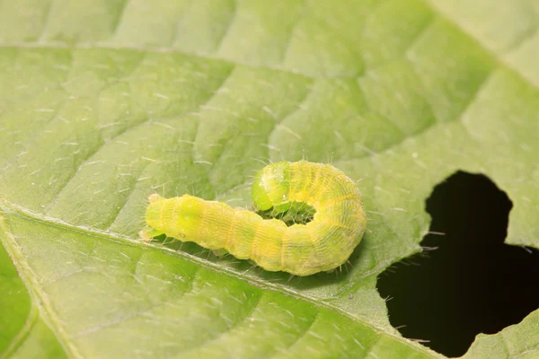 Grüner Fleischwurm auf grünem Blatt — Stockfoto