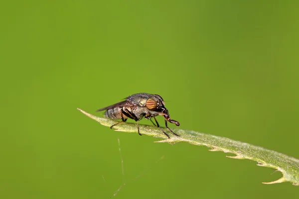 Zbliżenie stomorhina owadów — Zdjęcie stockowe