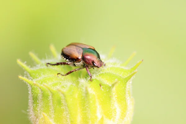 Escarabajos del estiércol — Foto de Stock