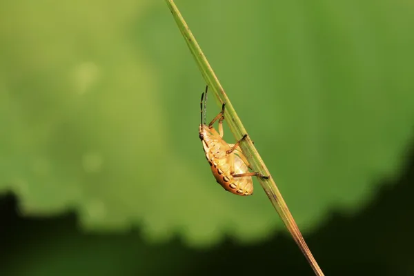 Çekirke larva yaprak yeşil üzerinde — Stok fotoğraf