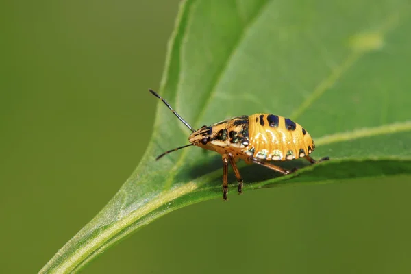 Stinkbug larvy na zelený list — Stock fotografie