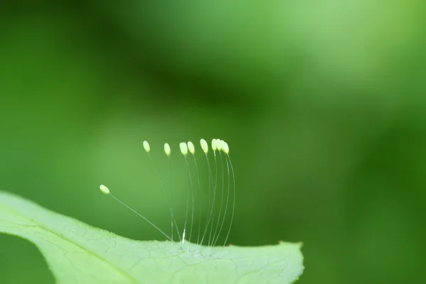 Lacewing flies eggs — Stock Photo, Image