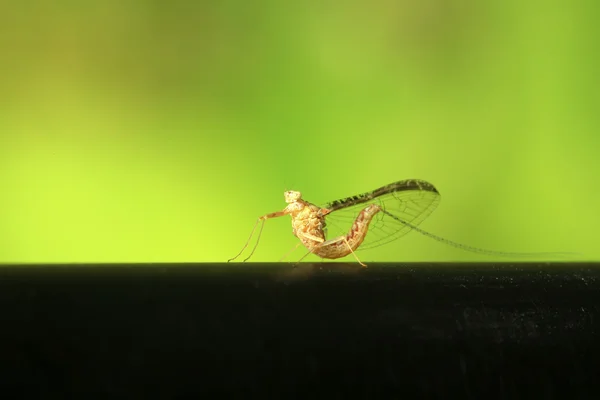 Efímera en la naturaleza — Foto de Stock