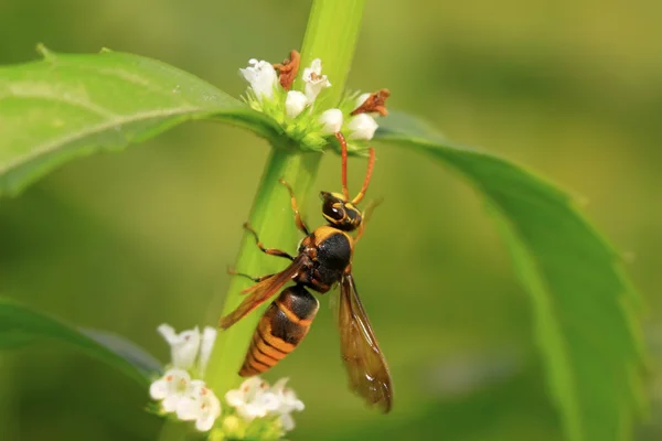 eşekarısı vahşi çiçek sayma