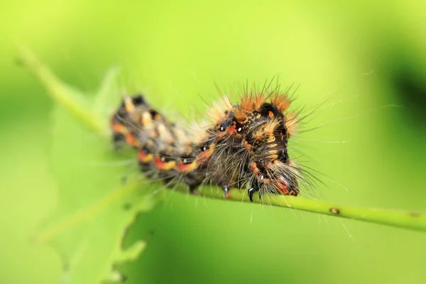 Motýlí larvy - housenka — Stock fotografie