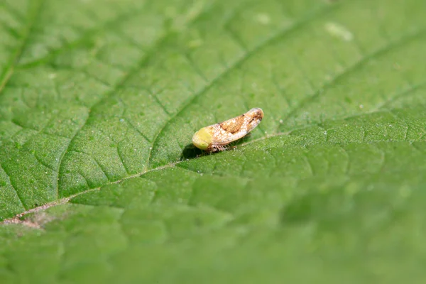 Leafhopper — Zdjęcie stockowe