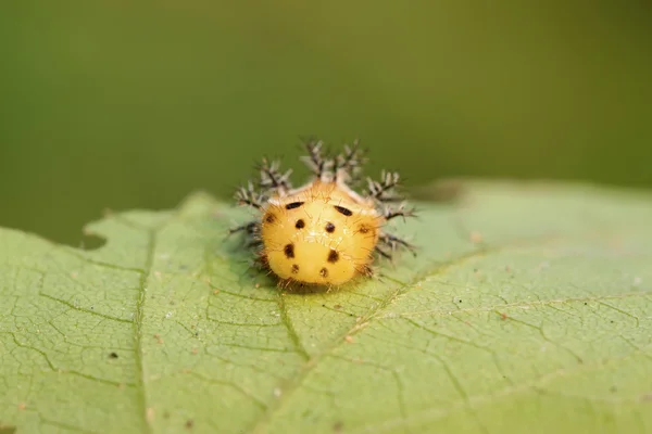 Potato beetle larvae — Stock Photo, Image