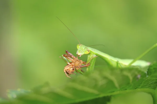 yapraklarda tünemiş mantis