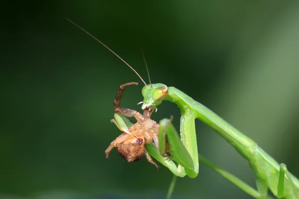 Mantis perched on the leaves — Stock Photo, Image