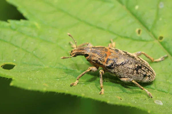 Rüsselkäfer — Stockfoto