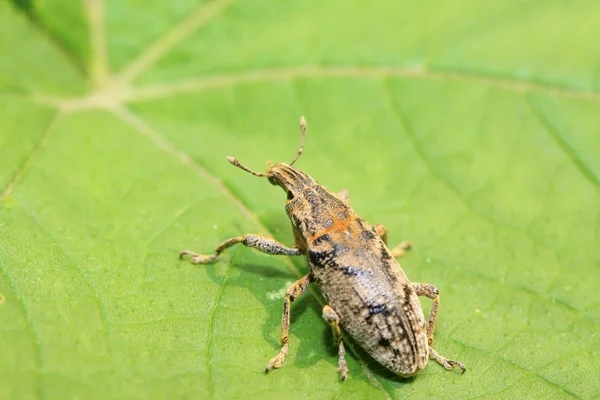 Rüsselkäfer — Stockfoto