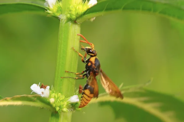 eşekarısı vahşi çiçek sayma