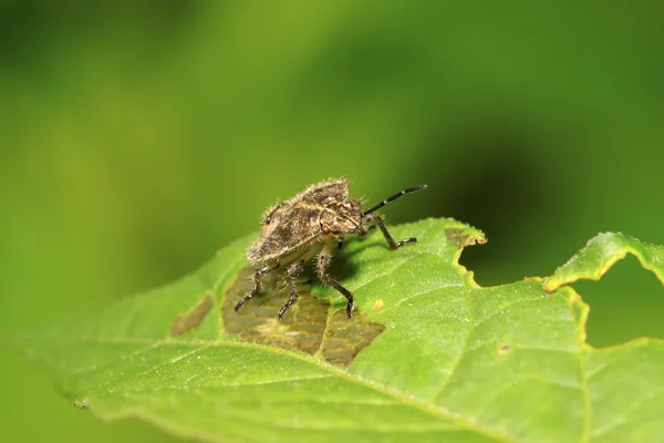 녹색 잎에 stinkbug — 스톡 사진