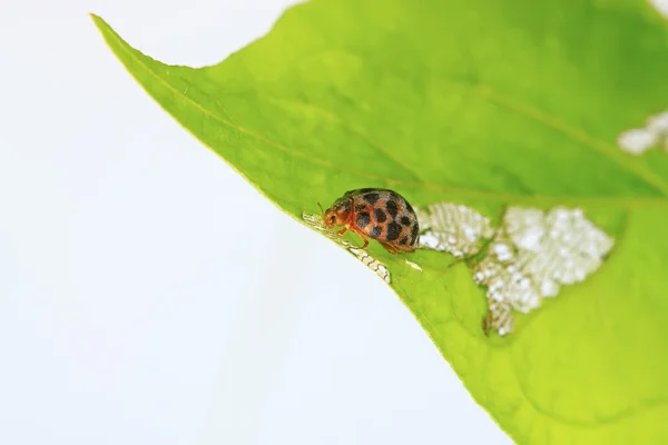 Potato beetle — Stock Photo, Image