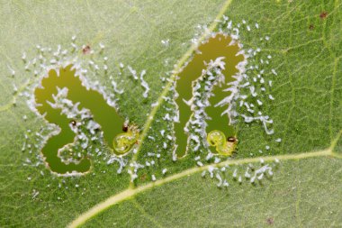 sawfly larva yaprak yeşil üzerinde 