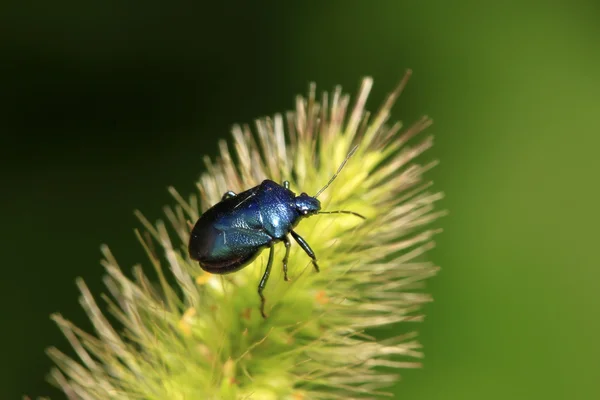 Μωβ stinkbug σε πράσινο φύλλο — Φωτογραφία Αρχείου