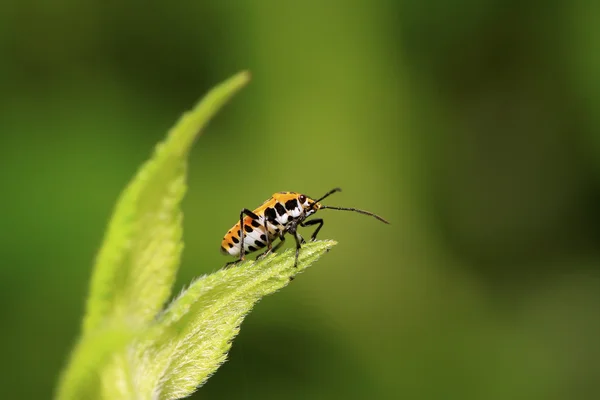 Stinkbug na zielony liść — Zdjęcie stockowe