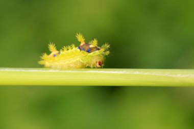 Thorn güve larva 