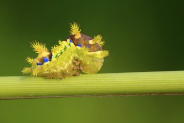 Thorn güve larva 