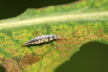 büyük lacewing larvalar - yaprak biti aslanlar uçar 