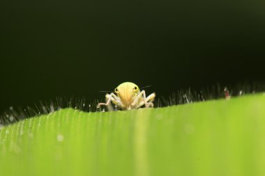 Leafhopper